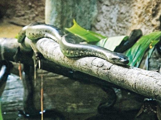 AnimalGGreen anaconda X GIANT among snakes
