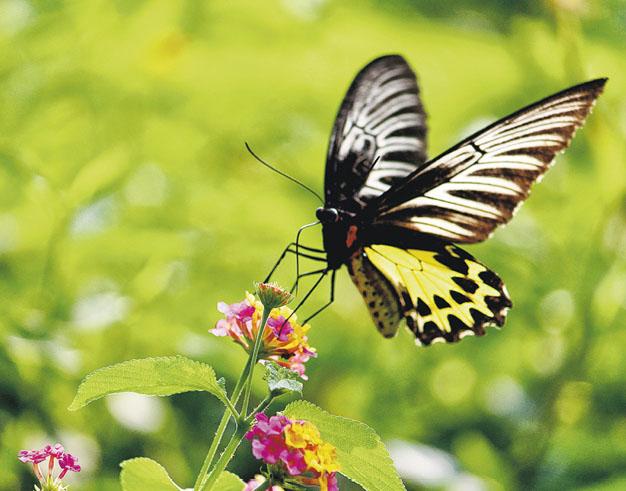AnimalGGolden birdwing, the beautiful butterfly