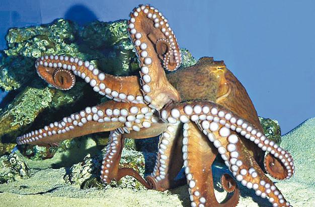 AnimalGGiant Pacific octopus