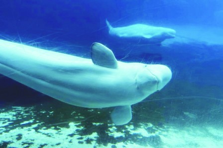 MarinelandD漷 _h30Hnw֦