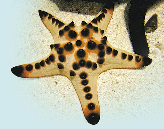 AnimalGTwinkle Twinkle Little Sea Star