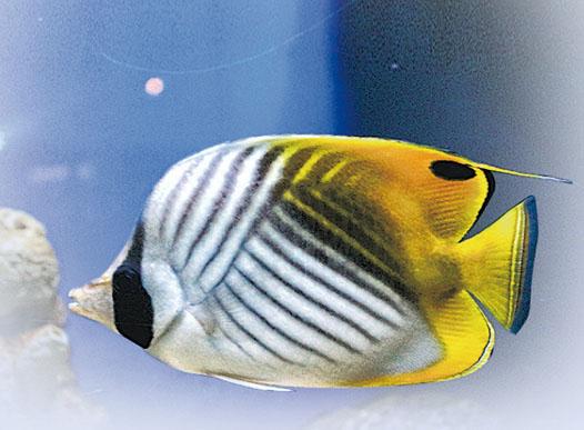AnimalGHead or tail? Ask the butterflyfish