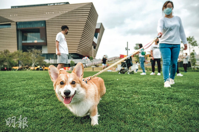 Talk of the town : Pet-friendly measures in Hong Kong