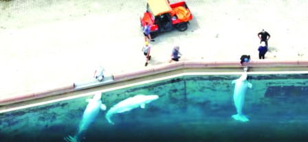 wMarineland} ӥ30He<br>ʪqGe̥i|ADd