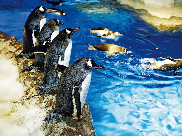 Animal�GGentoo Penguin