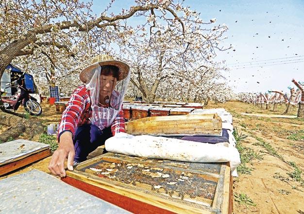 News feedGHave a bee in your bonnet