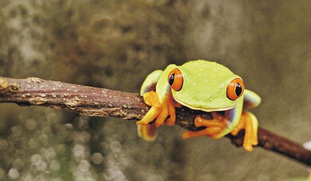 AnimalGShocking colours of the red-eyed tree frog
