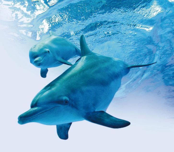 AnimalGThe playful Indo-Pacific Bottlenose Dolphin