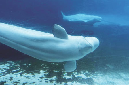 MarinelandD漷  _h30Hnw֦