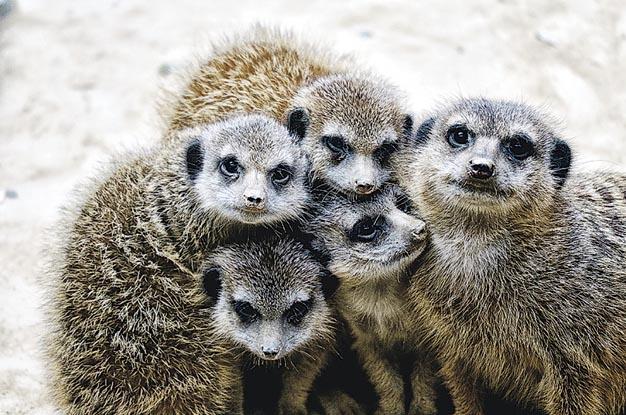AnimalGMeerkats - together we are strong!