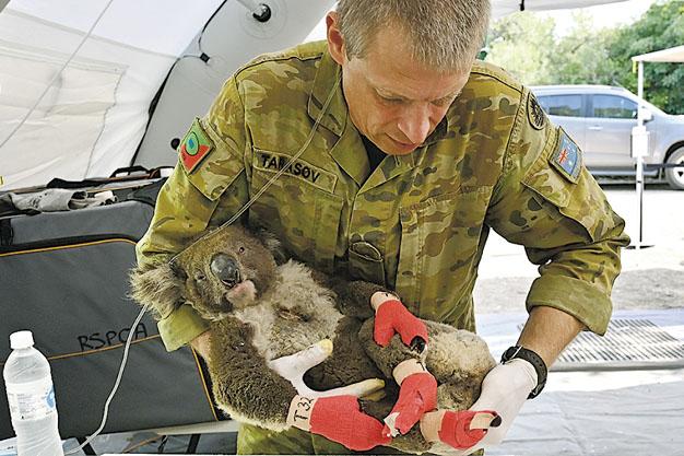 Talk of the townGAustralia lists koalas as endangered