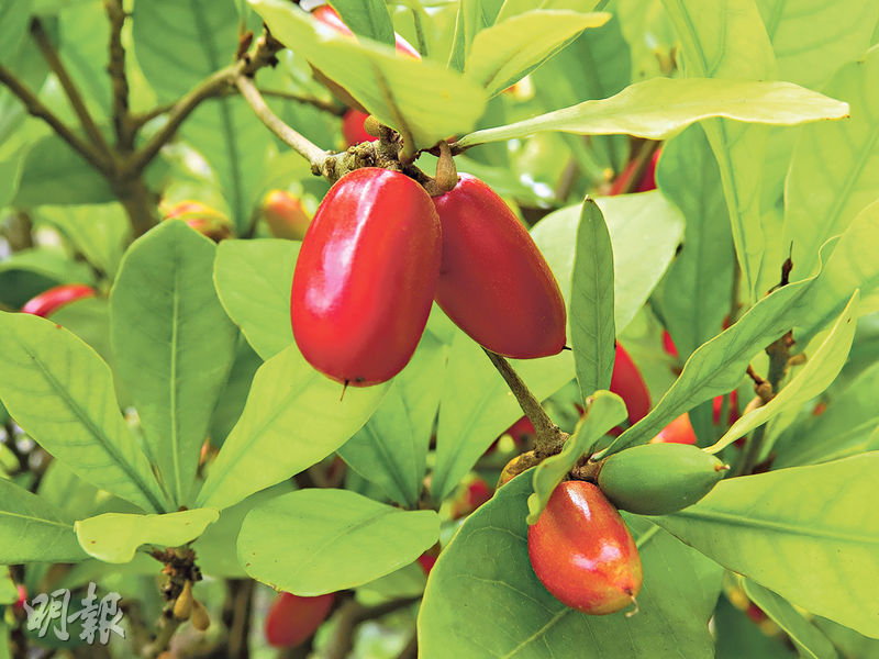 Horizon : Exotic fruits you have probably never heard of