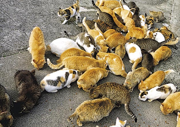 HorizonGPopular attractions for cat lovers