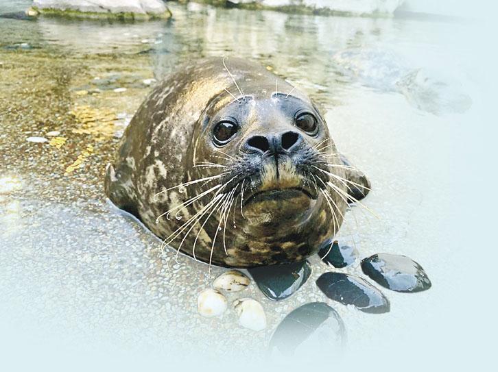 AnimalGThe ''winged''swimmers - Harbour seals