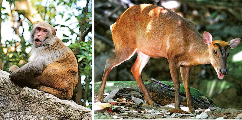 Talk of the townGDiverse range of wildlife in Hong Kong